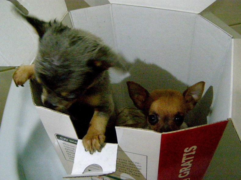 Szczeniaki i kociaki w bagażniku auta miały płynąć do Szwecji - GospodarkaMorska.pl