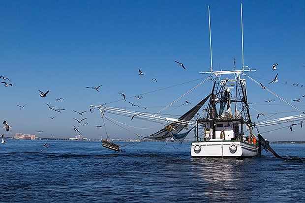 Jarosław Wałęsa: Efektywniejsze zarządzanie zasobami dorsza, śledzia i szprota w Morzu Bałtyckim - GospodarkaMorska.pl