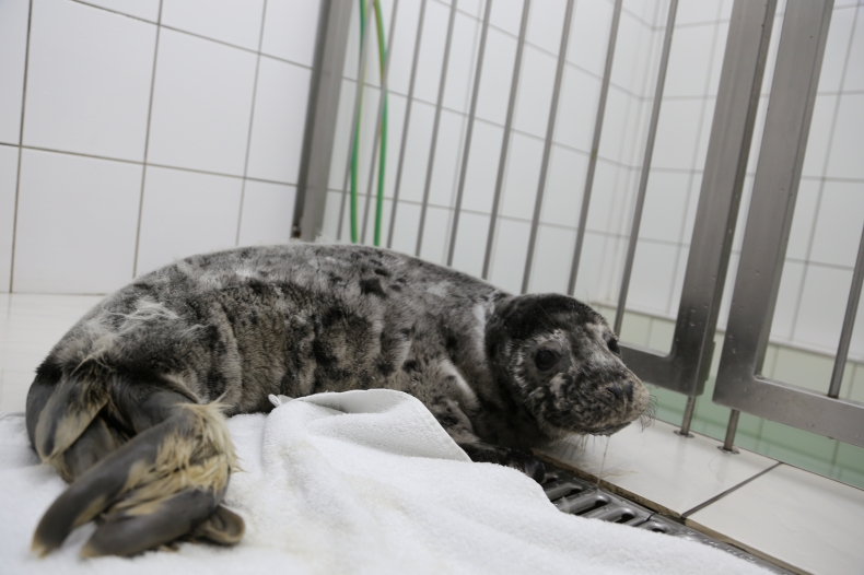 Sztutka – foczy maluch ze Sztutowa - GospodarkaMorska.pl