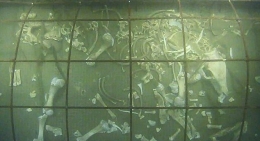 Tak rozkłada się ciało w głębi oceanu (wideo)