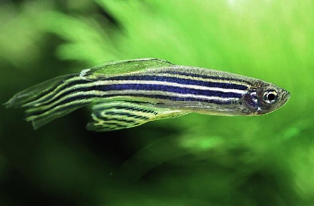 Rybka doświadczalna pomaga w poznawaniu ludzkich chorób - GospodarkaMorska.pl