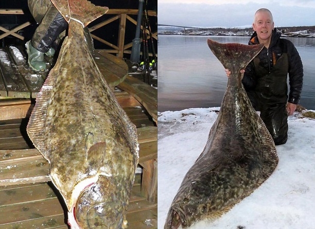 Gigantyczny halibut złowiony na wędkę - GospodarkaMorska.pl