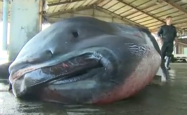 Rybacy złapali niesamowitego olbrzyma (zdjęcia, wideo) - GospodarkaMorska.pl