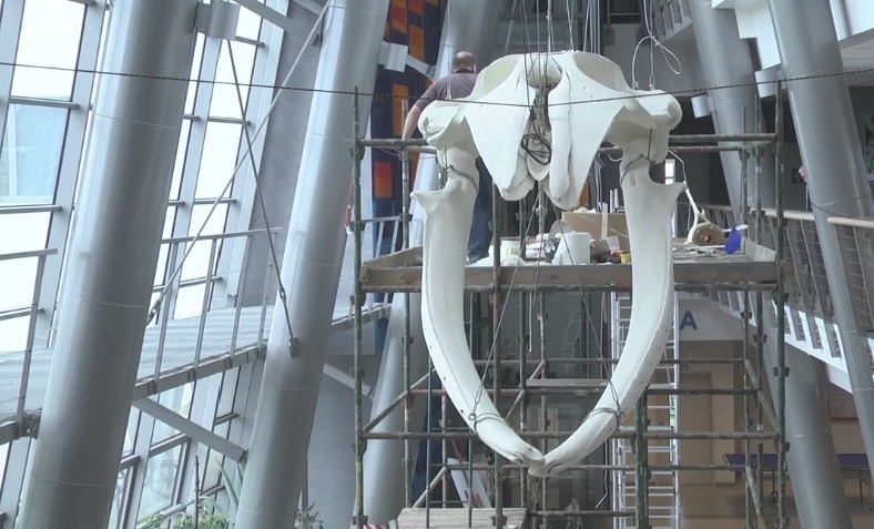 Powiesili wieloryba na UG. Jego szkielet waży tonę - GospodarkaMorska.pl