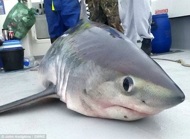 Amatorscy wędkarze z Wielkiej Brytanii złapali rekina-giganta (foto) - GospodarkaMorska.pl