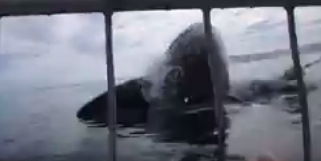 Tego nikt się nie spodziewał (wideo) - GospodarkaMorska.pl