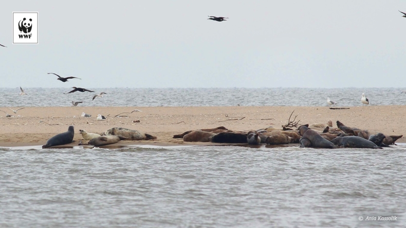 Foki szare z polskim rodowodem - GospodarkaMorska.pl
