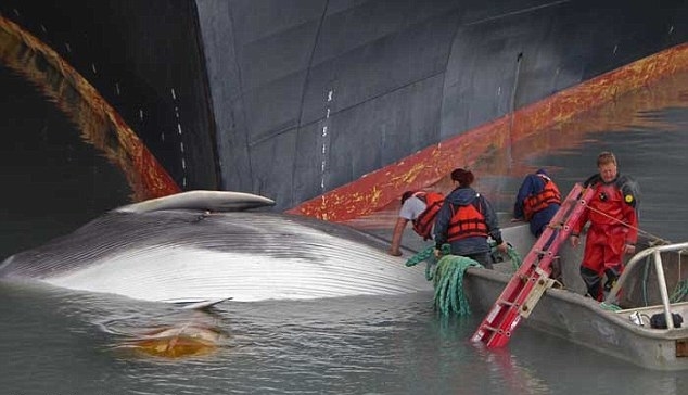 Martwy wieloryb na wycieczkowcu - GospodarkaMorska.pl