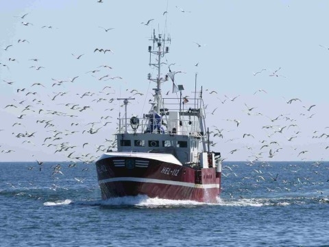 W 2017 roku więcej szprotów, a mniej dorszy? - GospodarkaMorska.pl