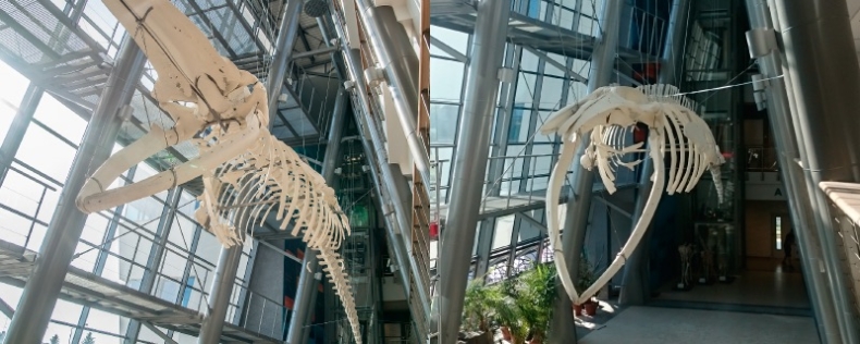 Wyjątkowy spacer pod 17-metrowym finwalem na Wydziale Biologii UG - GospodarkaMorska.pl