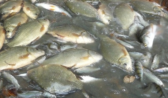 Hodowcy ryb przeciwko nowemu Prawu wodnemu; mają wsparcie marszałków - GospodarkaMorska.pl