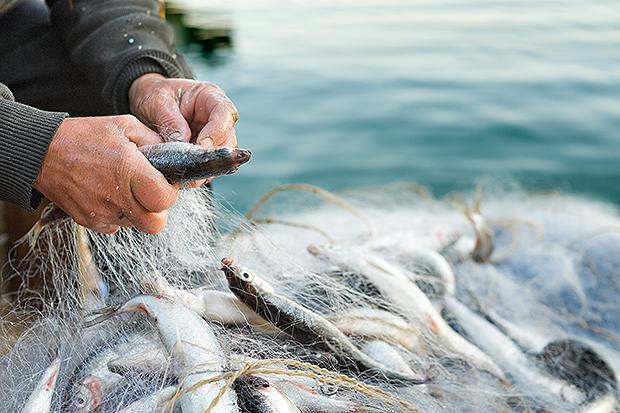 Wspólna Polityka Rybołówstwa: mamy plan dla Bałtyku, z którego możemy być dumni - GospodarkaMorska.pl