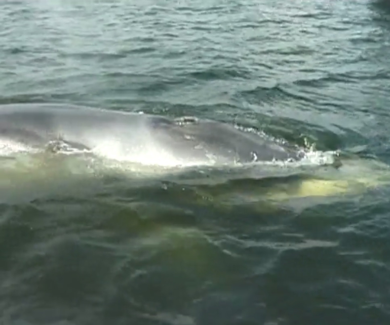 Ponownie zauważono wieloryba w Zatoce Gdańskiej - GospodarkaMorska.pl