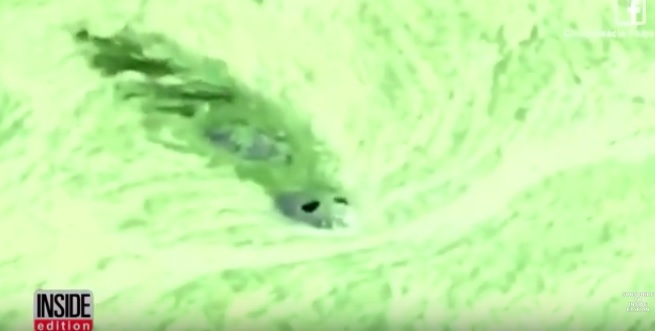 Plaga toksycznych alg na Florydzie (wideo) - GospodarkaMorska.pl