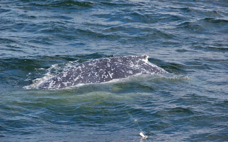 Bałtyk może zabić uwolnionego humbaka - GospodarkaMorska.pl