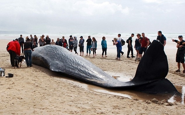 Ogromny wieloryb znaleziony na plaży - GospodarkaMorska.pl