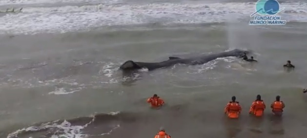 15-metrowy wieloryb ugrzązł na mieliźnie (wideo) - GospodarkaMorska.pl