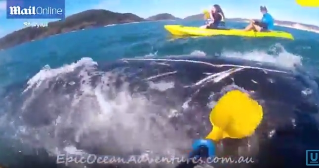 8-metrowy wieloryb poprosił o pomoc kajakarzy (wideo) - GospodarkaMorska.pl