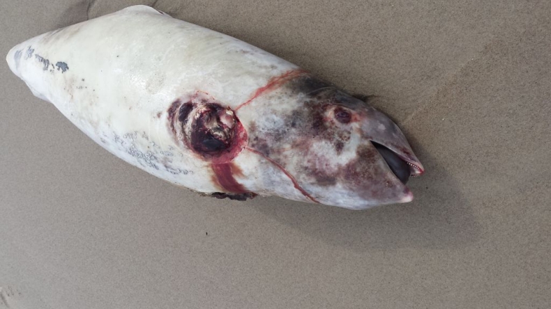 Okaleczony morświn na plaży! - GospodarkaMorska.pl