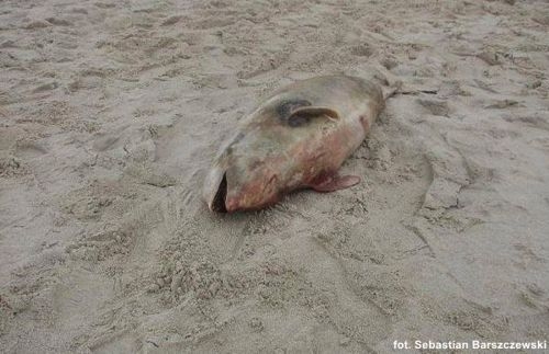 Śmierć morświna - GospodarkaMorska.pl