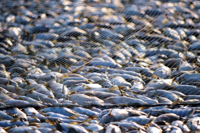 Wzrasta konsumpcja ryb na świecie. Średnie spożycie globalne to 20 kg, w Polsce – 13 kg na osobę - GospodarkaMorska.pl