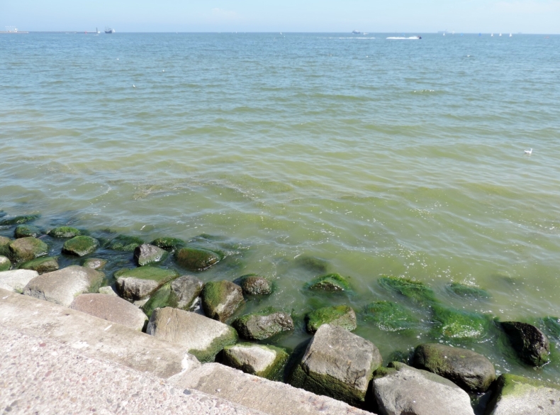 W trójmiejskich kąpieliskach zakwitły sinice - GospodarkaMorska.pl