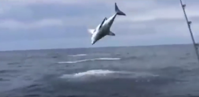 Nie wierzyli w to, co widzą (wideo) - GospodarkaMorska.pl