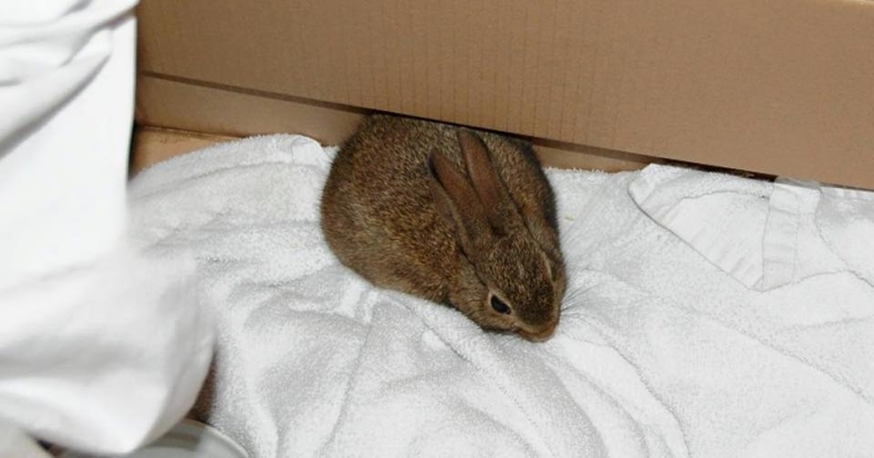 „Pasażer” na gapę na Stenie Line - GospodarkaMorska.pl