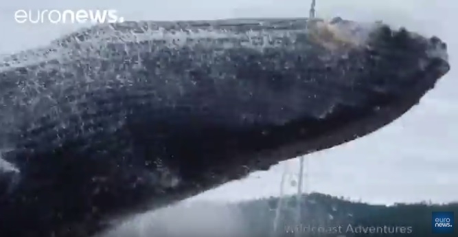 Niesamowite nagranie z olbrzymami w roli głównej - GospodarkaMorska.pl