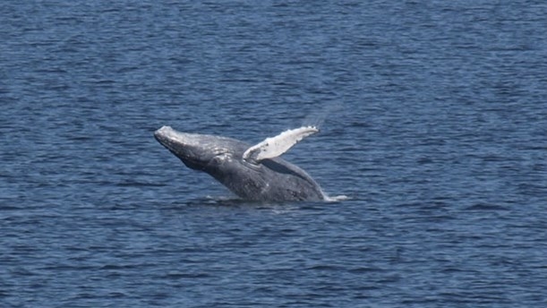 Bałtycki humbak płynie na zachód - GospodarkaMorska.pl
