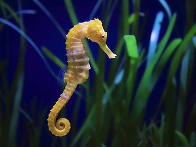 Celnicy skonfiskowali ok. 2 tys. suszonych koników morskich - GospodarkaMorska.pl