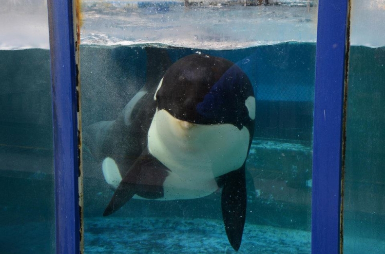 Chciała się zabić. Aktywiści za wszelką cenę chcą uwolnić orkę z hiszpańskiego delfinarium - GospodarkaMorska.pl