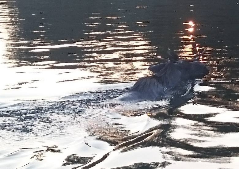 Łosiowi na ratunek. Niecodzienna akcja szczecińskich ratowników WOPR - GospodarkaMorska.pl