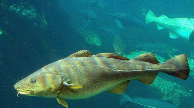 Rusza projekt znakowania dorszy bałtyckich TABACOD - GospodarkaMorska.pl