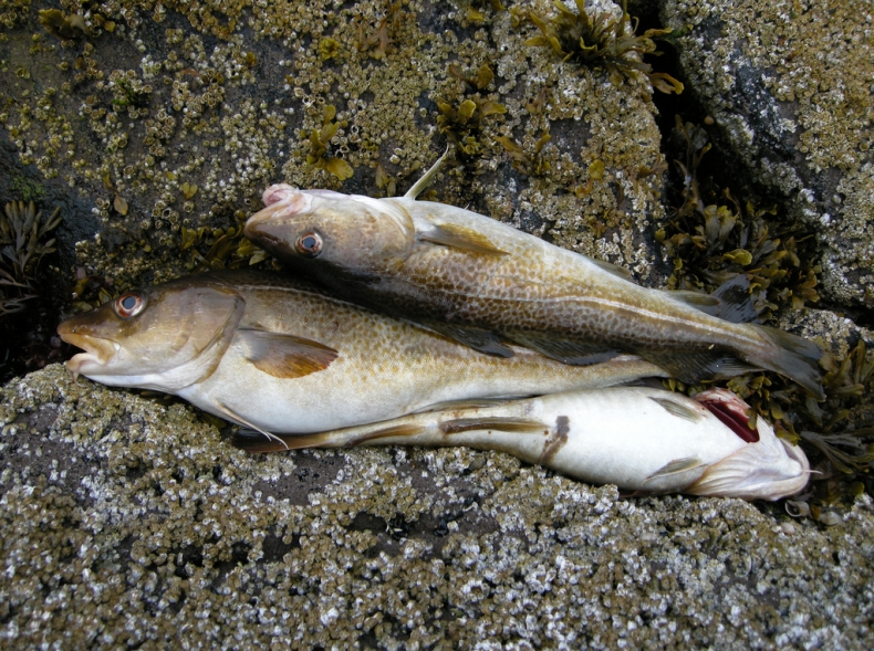 Organizacje pozarządowe za obniżeniem kwot połowowych bałtyckiego dorsza - GospodarkaMorska.pl