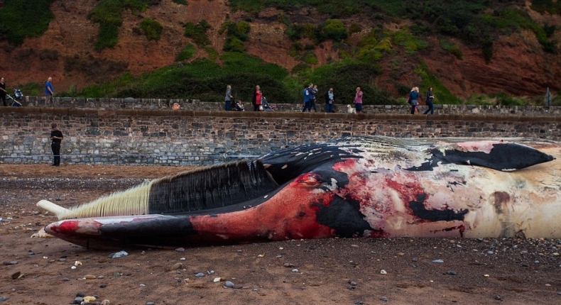 Olbrzymi wieloryb wyrzucony na brzeg (wideo) - GospodarkaMorska.pl