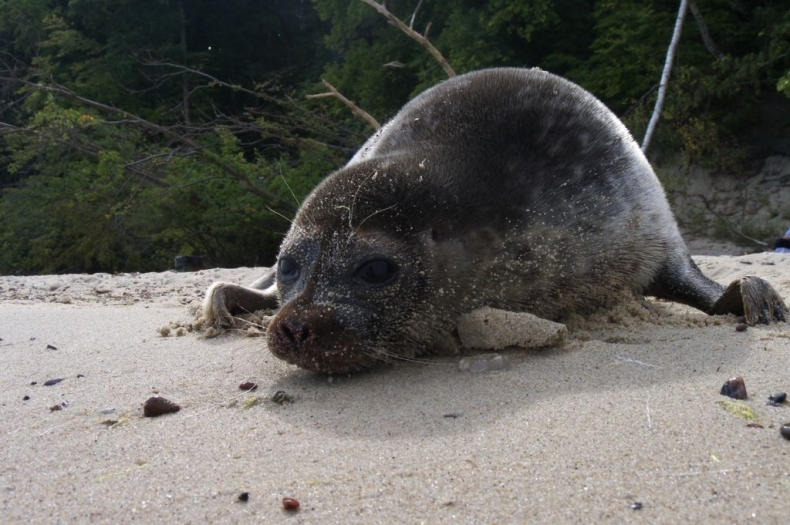 Rzadko spotykany gatunek foki znaleziony w sieci przez rybaka - GospodarkaMorska.pl