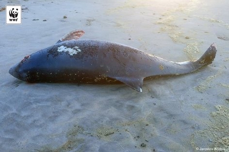 Kolejny martwy morświn na polskiej plaży - GospodarkaMorska.pl