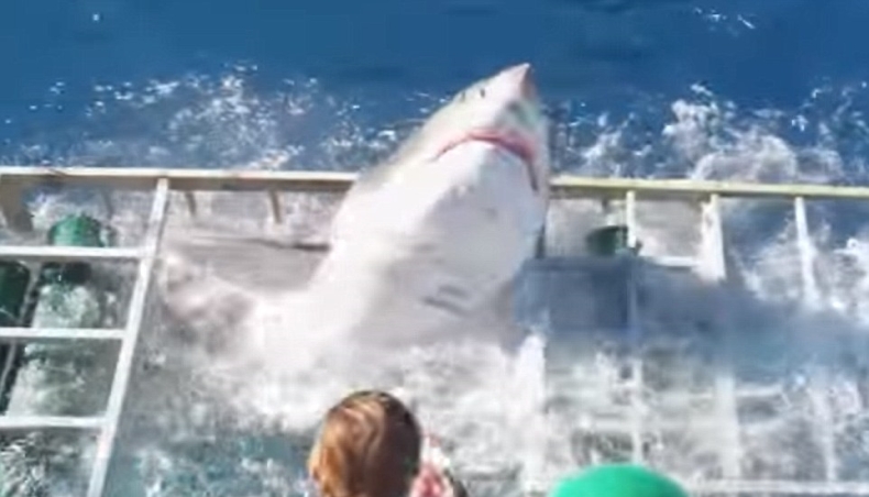 Jak on to przeżył? Przerażająca chwila (wideo) - GospodarkaMorska.pl