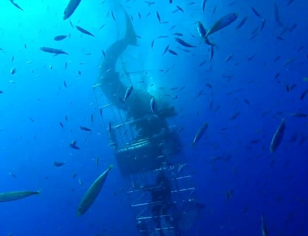 Atak rekina na nurków. Przerażające nagranie - GospodarkaMorska.pl