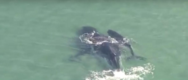 Mały wieloryb uratował swoją mamę (wideo) - GospodarkaMorska.pl
