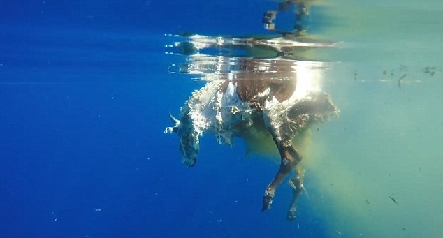 Nie miał litości (wideo) - GospodarkaMorska.pl