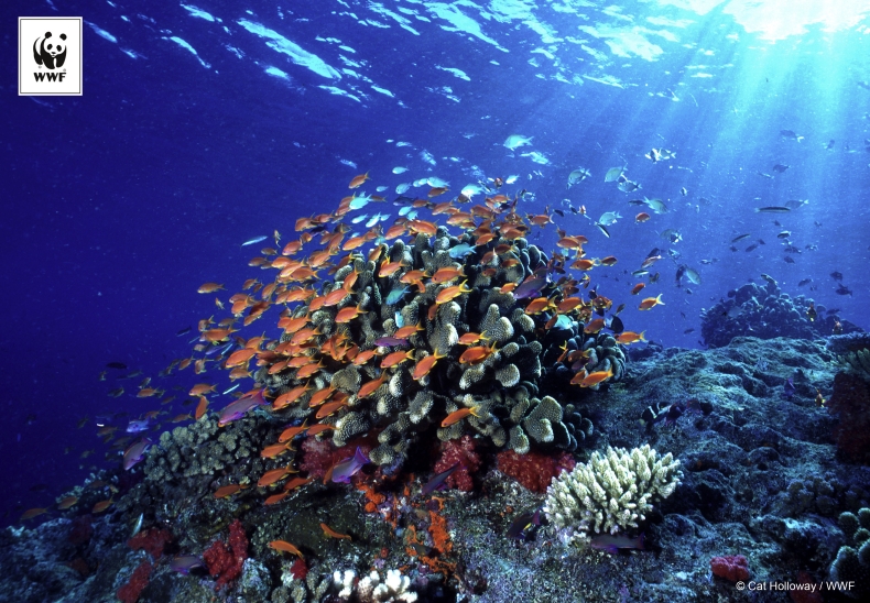 Dziko żyjącym gatunkom grozi wyginięcie - GospodarkaMorska.pl