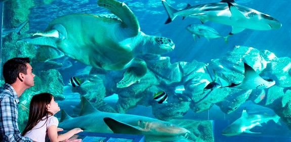 Powstanie oceanarium w Świnoujściu? - GospodarkaMorska.pl