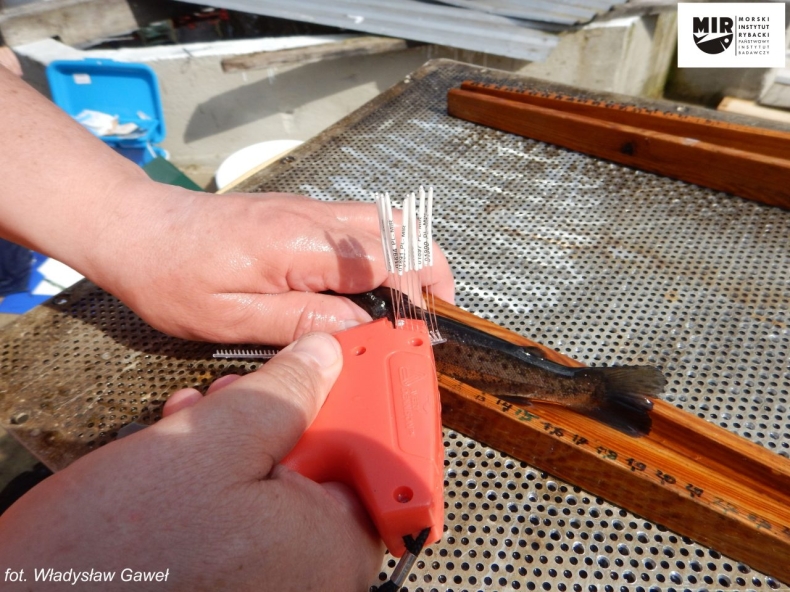 „Rybaku, Wędkarzu jeśli złowiłeś znakowaną rybę –  przekaż informację ichtiologom” - GospodarkaMorska.pl