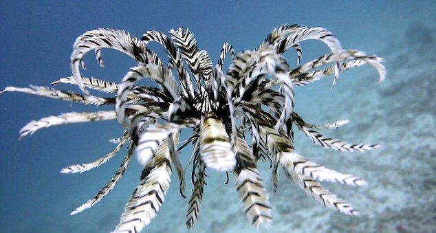 To nagranie podbija internet - GospodarkaMorska.pl