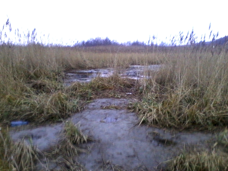 Motopompa w trzcinowisku - GospodarkaMorska.pl