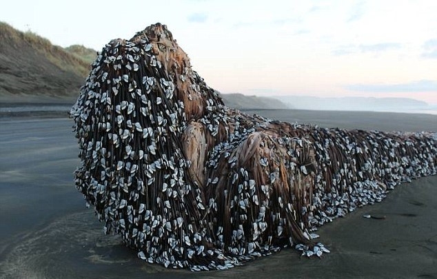 Morze wyrzuciło tajemniczy obiekt - GospodarkaMorska.pl