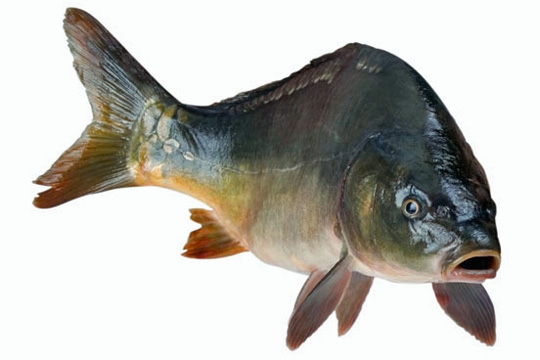 Ryby i pieniądze - GospodarkaMorska.pl