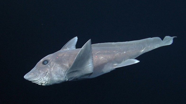 Ten gatunek ryby jest starszy od dinozaurów. Naukowcom po raz pierwszy udało się sfilmować żywego osobnika (wideo) - GospodarkaMorska.pl